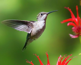 Puede incluir: Un colibrí en vuelo, con las alas extendidas, acercándose a flores rojas brillantes. El ave tiene un pico largo y plumas iridiscentes. El fondo es un verde suave y borroso, creando una escena natural. La imagen captura el movimiento.
