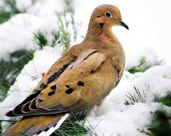 Mourning Dove Bird Art Winter Bird Photo Print, Pictures of Birds Christmas Dove Print, Winter Dove Wildlife Wall Art Nature Photography