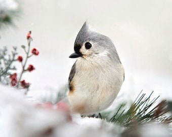 Winter Bird Print Tufted Titmouse Bird Art, Nature Print Bird Photography Fine Art Photography Print, Bird Pictures Winter Wildlife Wall Art