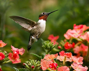 Hummingbird Art Nature Print Fine Art Photography, Bird Photography Ruby Throated Hummingbird Photo, Photos of Hummingbirds Bird Wall Art