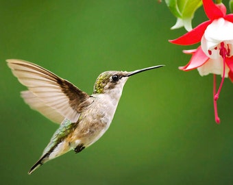 Nature Photography Hummingbird Photo Bird Prints, Fine Art Photography Prints Hummingbird Art, Bird Photography Wildlife Wall Art Prints