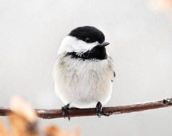 Chickadee Photo Black Capped Chickadee Print, Bird Lover Christmas Gift Bird Photography, Winter Chickadee Wall Art Nature Photography Print