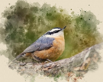 Watercolor Bird Print Nuthatch Songbird Giclée Wall Art,  Vintage Style Bird Pictures Animal Watercolor Print, Nuthatch Bird Lover Gift