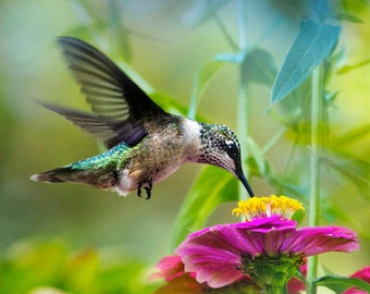 Womens Gift Hummingbird Art Photo Print, Fine Art Photography Colorful Bird Photography, Hummingbird Photography Best Seller Wall Art Print