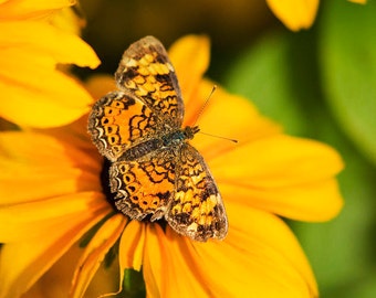 Butterfly Photo Nature Photography, Colorful Yellow Butterfly and Flowers Fine Art Photography, Butterfly Print Butterfly Photography