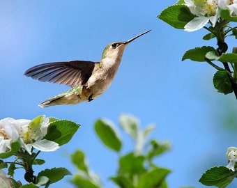 Hummingbird Print Nature Photography Wall Art, Spring Hummingbird Bird Art Fine Art Photography, Bird Gifts for Women Blue Wall Art Decor