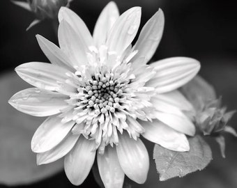 Black and White Flower Photography, Fine Art Photography Flower Print Black and White Wall Art, Black White Flowers Nature Gifts For Women