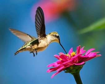 Hummingbird Gift for Her Nature Prints Hummingbird Photo, Bird Photography Hummingbird Wall Art, Fine Art Photography Photo Print