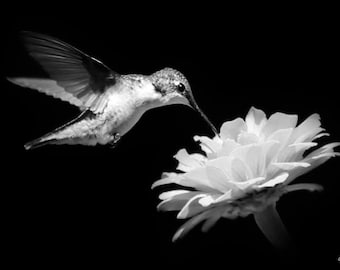 Hummingbird Gift Black and White Photography, Hummingbird Wall Art Black and White Prints, Nature Pictures Humming bird Nature Print