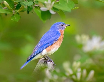 Bluebird Photo Eastern Bluebird Print Bird Photography, Wildlife Wall Art Birdwatcher Print, Fine Art Nature Photography Birdwatching Gifts