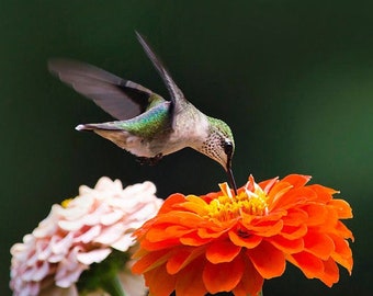Puede incluir: Un colibrí verde y blanco flota en el aire, con su pico extendido hacia una flor de zinnia de color naranja brillante. La flor está en plena floración, con pétalos de un color naranja vibrante. El fondo es de un verde suave.