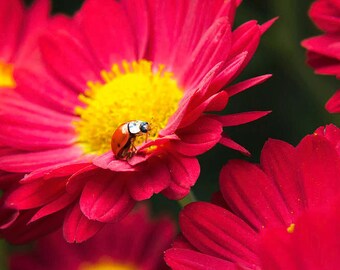 Ladybug On Flowers Photo Print: Colorful Nature Photography, Red Floral Wall Art