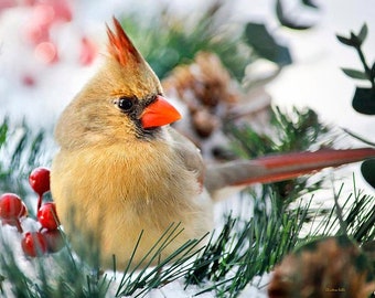 Snowy Cardinal Bird Photography Northern Cardinal Print, Wall Art Christmas Gifts Bird Art Wall Decor, Female Cardinal Winter Bird Pictures