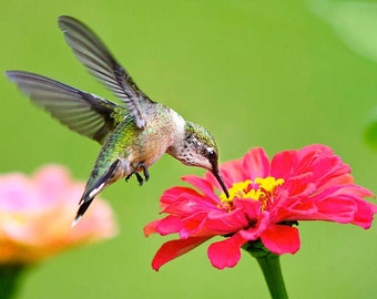 Puede incluir: Un colibrí verde y marrón con un pico largo se cierne cerca de una flor de zinnia rosa con un centro amarillo.