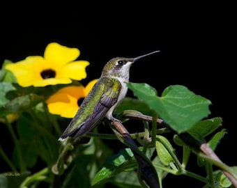 Bird Photography Hummingbird Print Fine Art Photography, Hummingbird and Flower Nature Photography, Wildlife Pictures Hummingbird Gifts