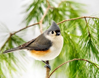 Tufted Titmouse Bird Photography, Winter Bird Photo Prints Wildlife Print Fine Art Photography, Nature Photography Christmas Bird Wall Art