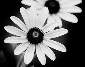 Black And White Flower Picture Floral Print Daisy Flower Decor, Fine Art Photography Nature Wall Art Photo Prints, Black White Wildflowers