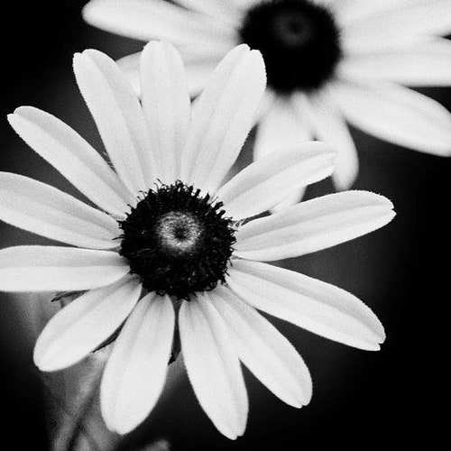 Daisy Flower Black and White Wall Art Fine Art Photography Etsy