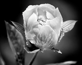 Black And White Flowers Peony Flower Photography Floral Wall Art Print, White Flower Pictures Fine Art Photography, Nature Photography Gift
