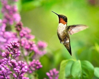 Hummingbird Print Nature Gifts, Bird Photography Hummingbird Bird Wall Art Decor, Hummingbird In Flight Fine Art Photography Wildlife Prints