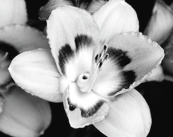 Flower Black and White Daylily Print: Floral Wall Art, Monochrome Photography