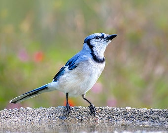 Blue Jay Bird Print Fine Art Photography Bluejay Bird Art Prints, Nature Photography Blue Jay Wall Art Bird Pictures, Bird Watching Gift