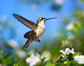 Hummingbird Photo Nature Photography, Fine Art Photography Print, Blue Green Hummingbird And Flowers Wall Art, Wildlife Print Bird Pictures