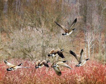 Canada Geese Bird Photography Wildlife Prints, Wall Art Prints Nature Photography Canadian Geese, Fine Art Photo Geese Prints Flock Of Birds