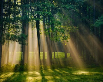 Forest Sunrise Landscape Wall Art: Nature Photography, Sun Rays, Trees, Sunbeams Inspirational Photo Print