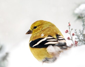 Winter Bird Photography American Goldfinch Print,  Animal Prints Bird Photo Fine Art Photography, Nature Pictures Bird Lover Christmas Gift