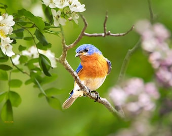 Eastern Bluebird Photo Spring Bluebird Print Wildlife Wall Art, Spring Bird Photos Bird Photography Art Gift, Fine Art Nature Photography