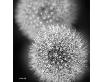 Dandelion Wall Art Black And White Dandelion Photo Print, Botanical Prints Black And White Nature Photography, Dandelion Flower Picture