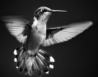 Black and White Hummingbird Print: Square Fine Art Nature Photography