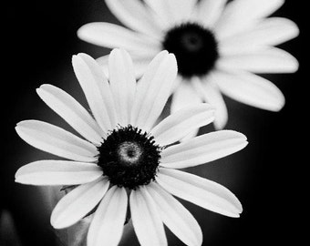 Daisy　黒×2白×2 計4個セット il_340x270.2718565488_i820.jpg