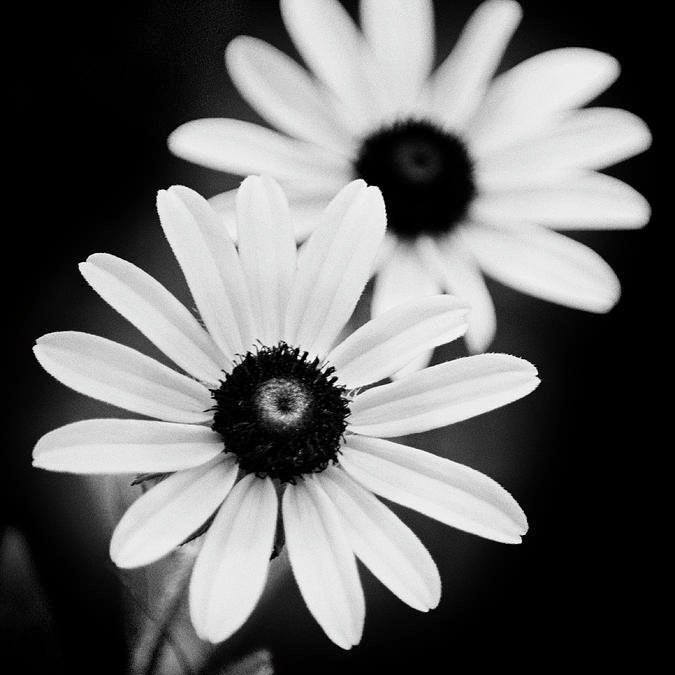 Daisy　黒×2白×2 計4個セット Black and White Daisy Flowers Print: Fine Art Photography, Floral