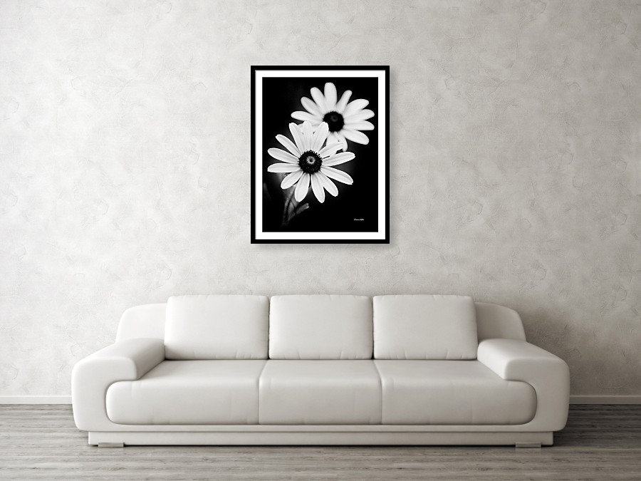 Black and White Daisy Flowers Print: Fine Art Photography, Floral