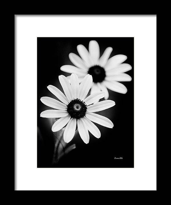 Black and White Daisy Flowers Print: Fine Art Photography, Floral