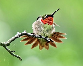 Hummingbird Portrait Photography Print - Summer Wildlife Photo, Bird Lover Wall Art