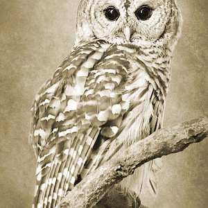 May include: A barred owl with brown and white feathers perched on a branch. The owl has large, dark eyes and a serious expression.