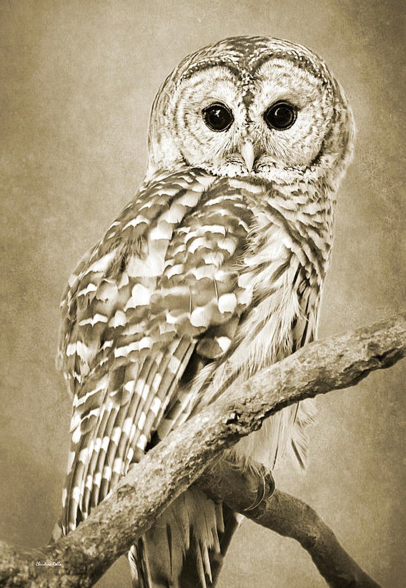 May include: A barred owl with brown and white feathers perched on a branch. The owl has large, dark eyes and a serious expression.