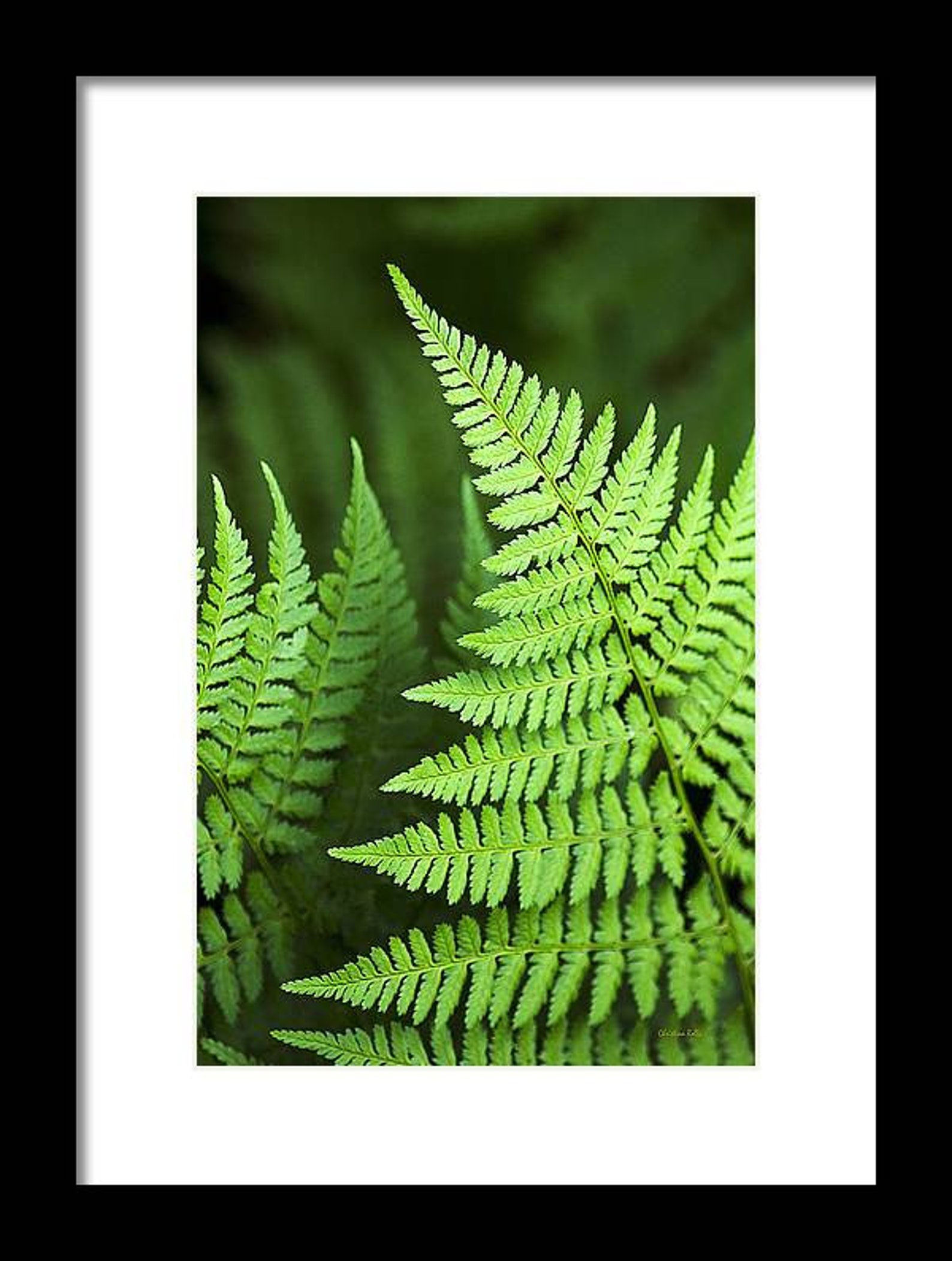 Fern Print Tropical Fern Art Botanical Art Print Green Fern - Etsy