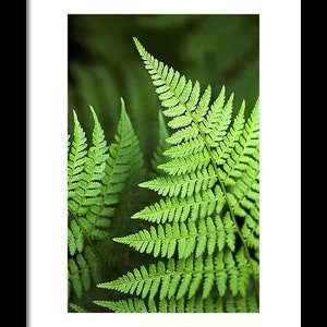 Fern Print Tropical Fern Art Botanical Art Print, Green Fern Leaves Nature Photography Botanical Wall Art, Fine Art Photography Plant Prints image 4