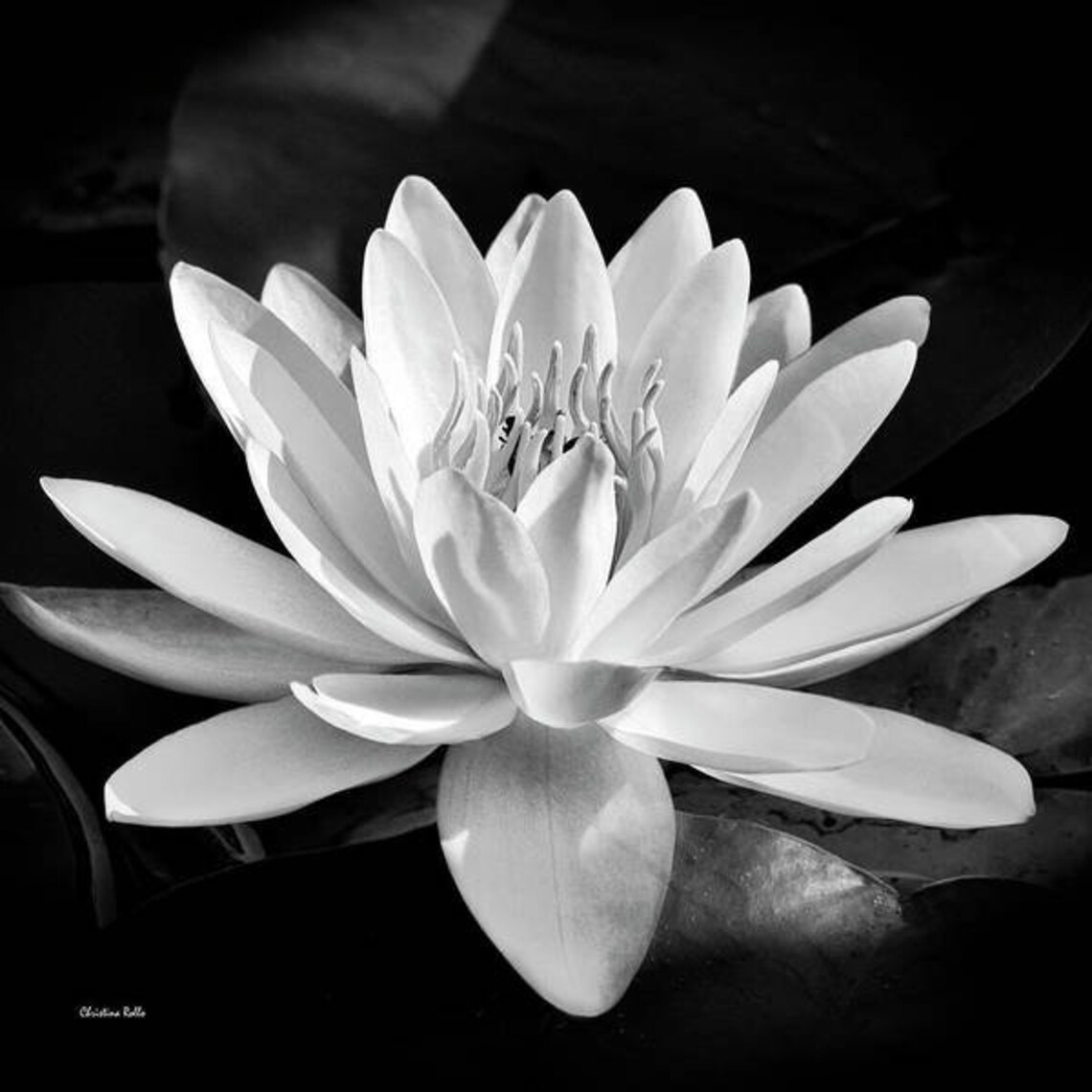 Water Lily Black and White Photography Print, Tropical Waterlily Flower