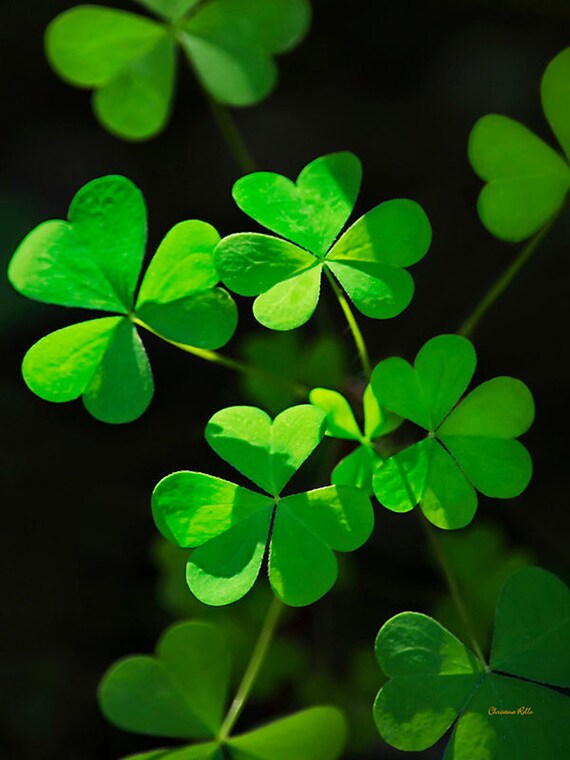 Clover Photography Abstract Print Clover Art Photography