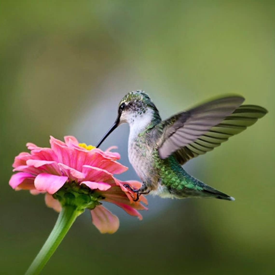 Humming bird Photography Hummingbird Gift Fine Art | Etsy