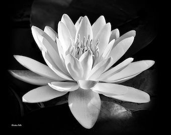 Water Lily Black And White Photography Print, Tropical Waterlily Flower Fine Art Photo Prints, Water Lily Flower Pictures Square Wall Art