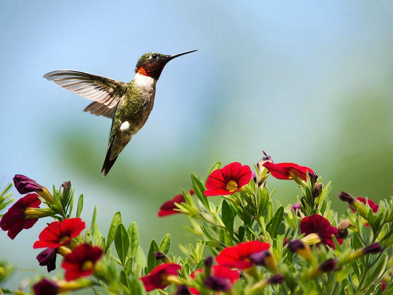 Nature Photography Hummingbird Wildlife Art Print Bird Photography Ruby Throated Hummingbird Wall Art Decor Hummingbird Photo Bird Prints