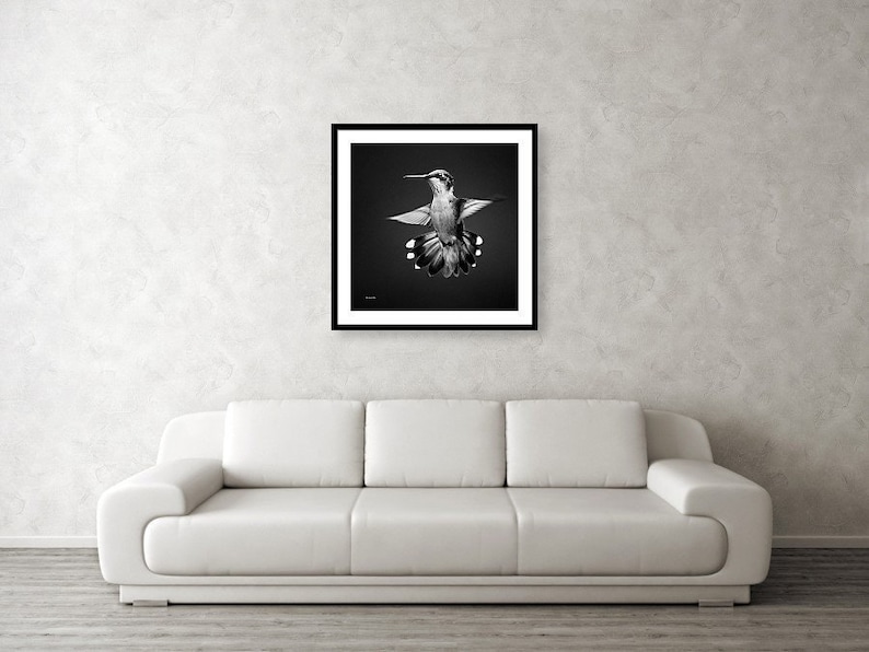 Hummingbird Black and White Art Print, Black and White Bird Photography, Fine Art Hummingbird Photo Prints, Black and White Wall Art Decor image 4