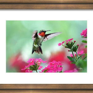 Hummingbird Art Print Fine Art Photography Prints Bird Photography Hummingbird Photos, Wildlife Prints Pink And Green Bird Wall Art Prints image 4