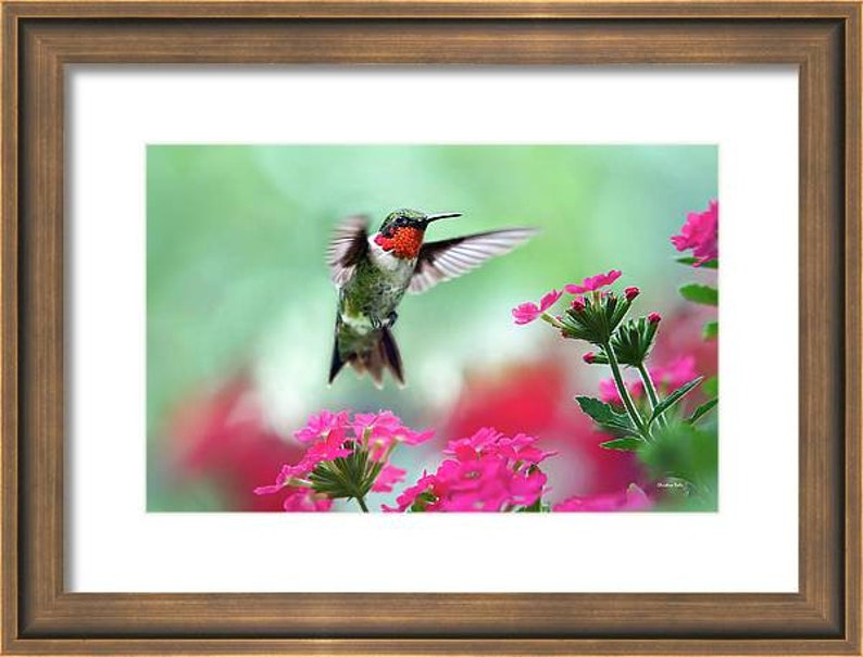 Hummingbird Art Print Fine Art Photography Prints Bird Photography Hummingbird Photos, Wildlife Prints Pink And Green Bird Wall Art Prints image 4